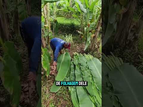 O Segredo Lucrativo das Bananeiras na Tailândia!