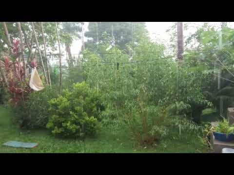 Sábado 03 de Janeiro de 2026. 🌧️🌧️🌧️ Orizona Goiás 