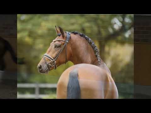 2,5yo bay stallion by Vaderland x Laudabilis