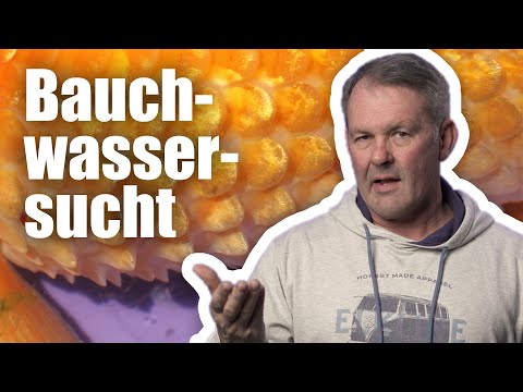 Was ist die Bauchwassersucht beim Koi? - TIPPS VOM KOIDOC