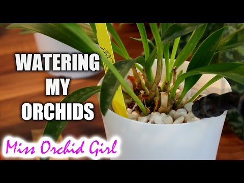 Watering my Orchid collection | Orchid setup explained