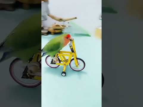 ding ding dong 🦜 #shorts