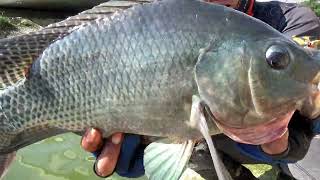 Download lagu Record.!! Fishing for Nile tilapia in the river can be super big, making the angler's soul struggle mp3 Download lagu Record.!! Fishing for Nile tilapia in the river can be super big, making the angler's soul struggle mp3