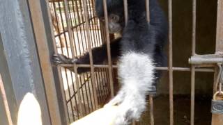 Hungry gibbon, tiny and dirty cages at Bengkulu Zoo today