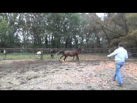 Camiel of Greenhill Z (Chaplin of Greenhill (Cassini I x Caretino) x Cornet Obolensky) - 3 years