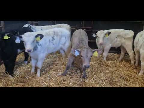 6 Proper Continental bull calves - Image 2