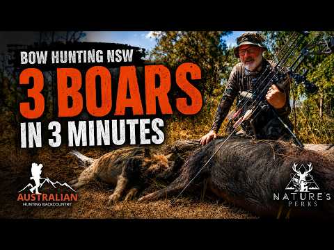 3 BOARS IN UNDER 3 MINUTES! | Bow Hunting Northern NSW
