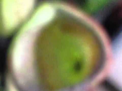 Carnivorous Plant Eats a Wasp