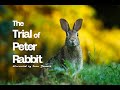CH5 Natural Natives Nature Documentary The Trial Of Peter Rabbit 1997