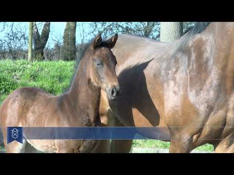 Junghengst-Fohlen 2021 | Cahil x Quibery