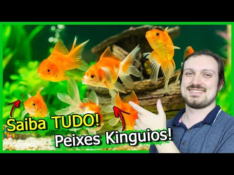 , title : 'Saiba TUDO Sobre o Peixe KINGUIO!'