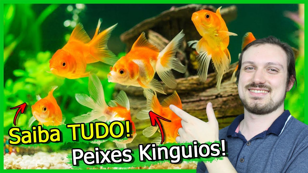 Saiba TUDO Sobre o Peixe KINGUIO!