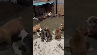 Valley Bulldog Puppies Videos