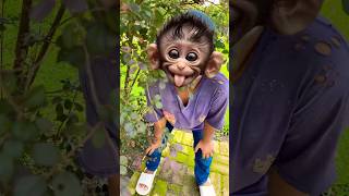 Download lagu Funny monkey makes you laugh #shortvideo #comedy #funny mp3
