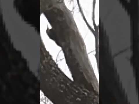 The Woody Woodpecker Song by Kay Kyser & His Orchestra