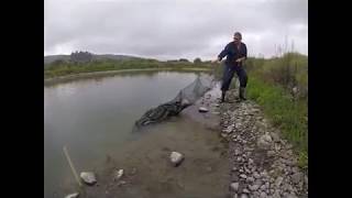 Setting &amp; Retrieving an Eel net, Fyke Net, or Hoop Net. Masterton, New Zealand