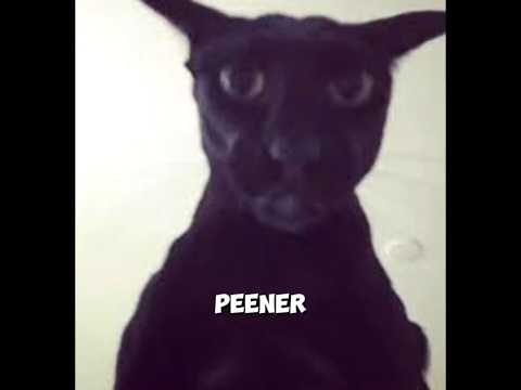 This Is Why EVIL LARRY Is The SCARIEST Cat On Earth