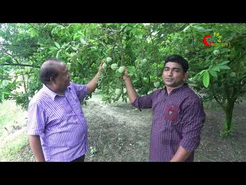 শরিফার বাণিজ্যিক চাষ পদ্ধতি- ৩৩ শতকে আয় প্রায় ৬ লক্ষ টাকা-পর্ব-০১