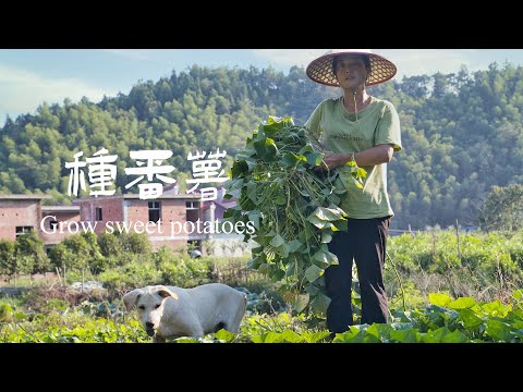 , title : 'Plant sweet potatoes and stir-fry with sweet potato leaves|種植紅薯剩下的葉子不要浪費，用它炒壹盤菜，很美味【乡野莲姐】'