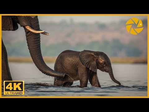 Elephants drinking, bathing and crossing The Chobe River In 4K UHD