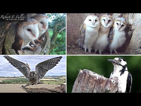 🔴 LIVE Barn Owls 🦉🐥, Stoats 🐾, Kestrels 🦅🥚, Tawny Owls 🦉 | From Fotherdale, Yorkshire, UK