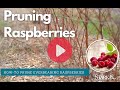 Video preview for Pruning Raspberries - Everbearing Raspberries