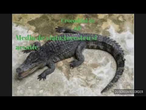 Crocodilul de Nil