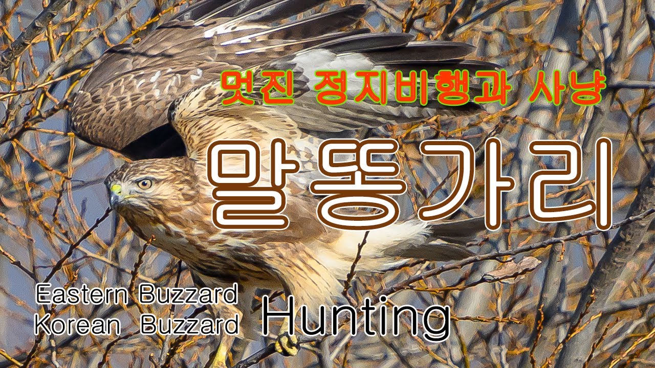 말똥가리 유튜브 썸네일