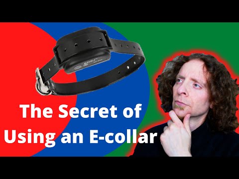 STOP using electronic collars | A Veterinarian Explains
