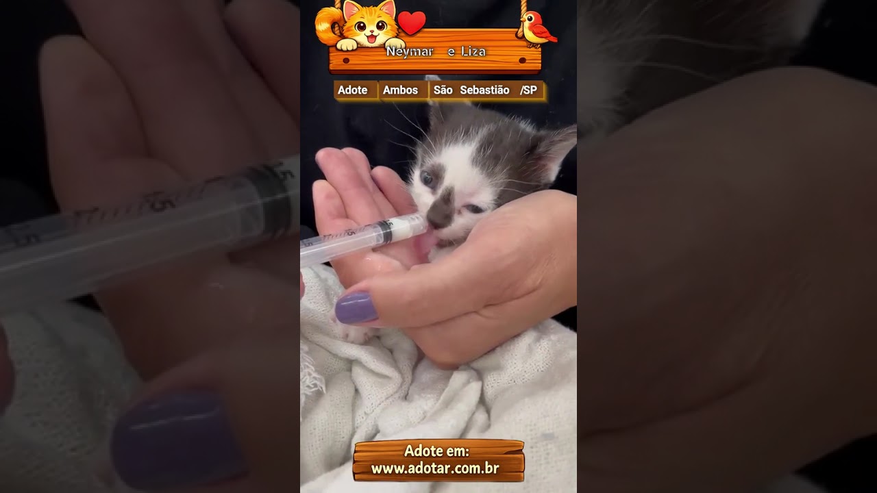 Gato raça SRD-ViraLata idade Abaixo de 2 meses nome Neymar e Liza