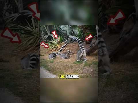 🦨 Animales apestosos del reino animal su olor es terrible 😖