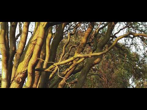 you keep telling lies - Loving caliber (original song) edited