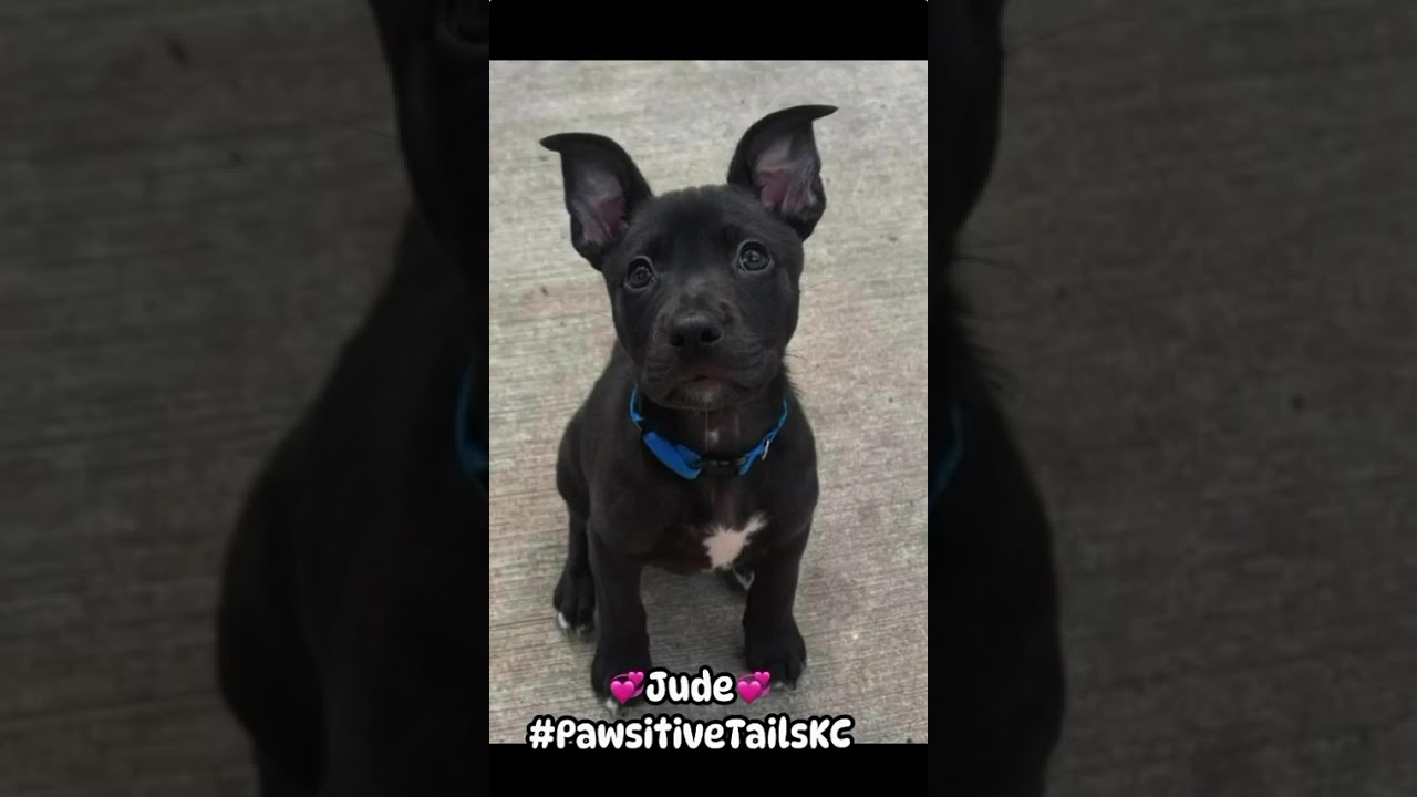 Jude, a Adoptable mixed breed in Olathe, KS video 6/6