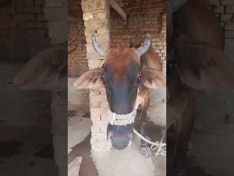 Raju chandramohan #dance #challenge #funny #comedy #dancechallenge #music #taddygoat #animals #anima