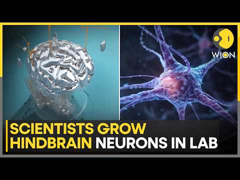 New Brain Discovery Could Aid Neurological Disease Studies ...