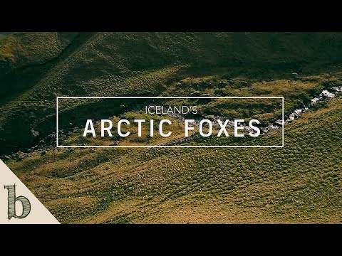 Iceland's Arctic Foxes | Short Wildlife Documentary
