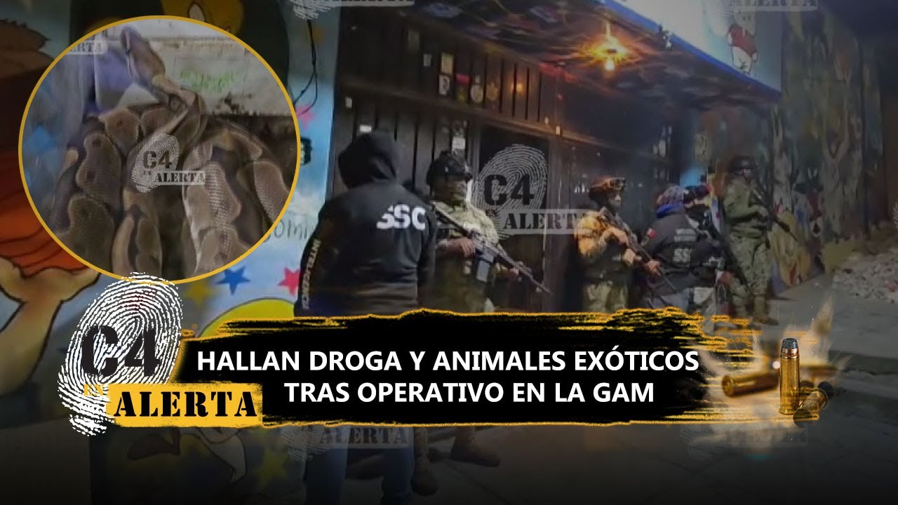 ¡Boas, cascabeles y mariguana! SSC asegura inmueble en la GAM con drogas y 14 animales exóticos
