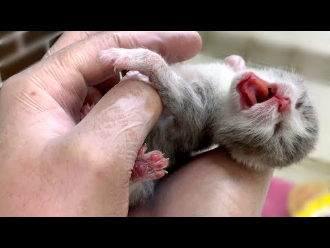 How newborn kitten grew up from giving birth to first bath