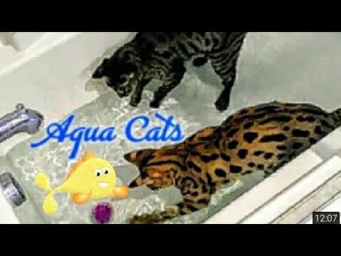 💦 AQUA CATS ! F1 Savannah Cats - VERSACE 💞 ARMANI