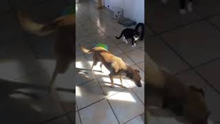 Video preview image #1 Chinook-Unknown Mix Puppy For Sale in San Diego, CA, USA