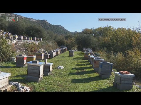 Prazne košnice Peljeških pčelara