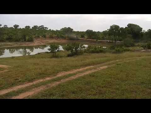 Djuma: Two Hyenas walking around - 11/23/20