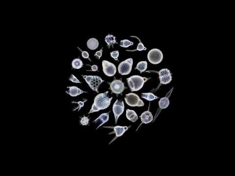 The Sea Nymphs - The Black Blooded Clam