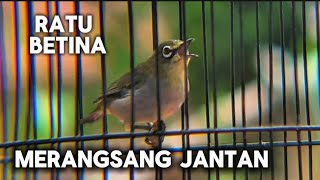 Download lagu Ratu pleci betina birahi ngeciran memanggil jantan, pleci jantan langsung nyaut gacor bongkar isian mp3