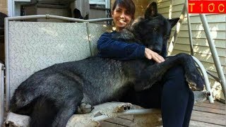 Top 10 razas de perros lobo mas grandes que existen