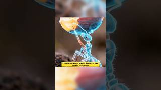 Download lagu The Ant's Strength Is Actually Insane!🐜😲 #InterestingFacts #Short #Animals #DidYouKnow mp3 Download lagu The Ant's Strength Is Actually Insane!🐜😲 #InterestingFacts #Short #Animals #DidYouKnow mp3