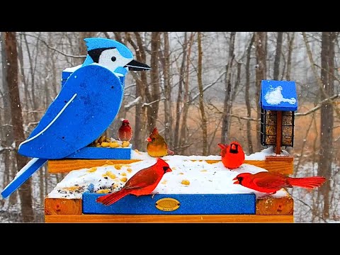 🔴 Busy Snowy Bird Feeder 24/7 | ❄️ Cardinals & Blue Jays | Bird Feeder Cam