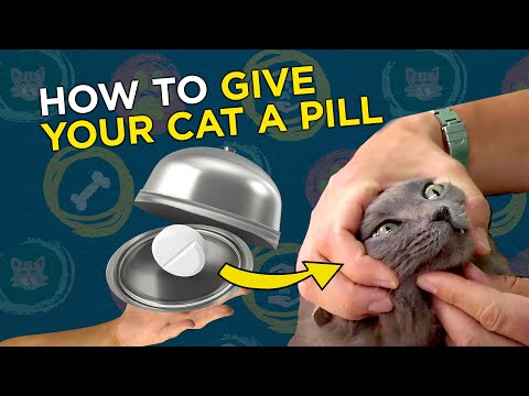 How to give your cat a pill