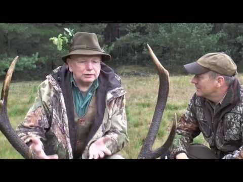 The first red deer has been shot!