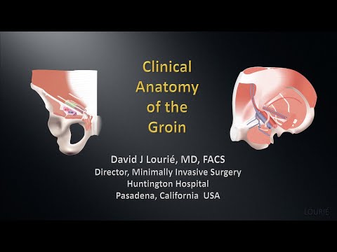 Clinical Anatomy of the Groin by Dr. David Lourié
